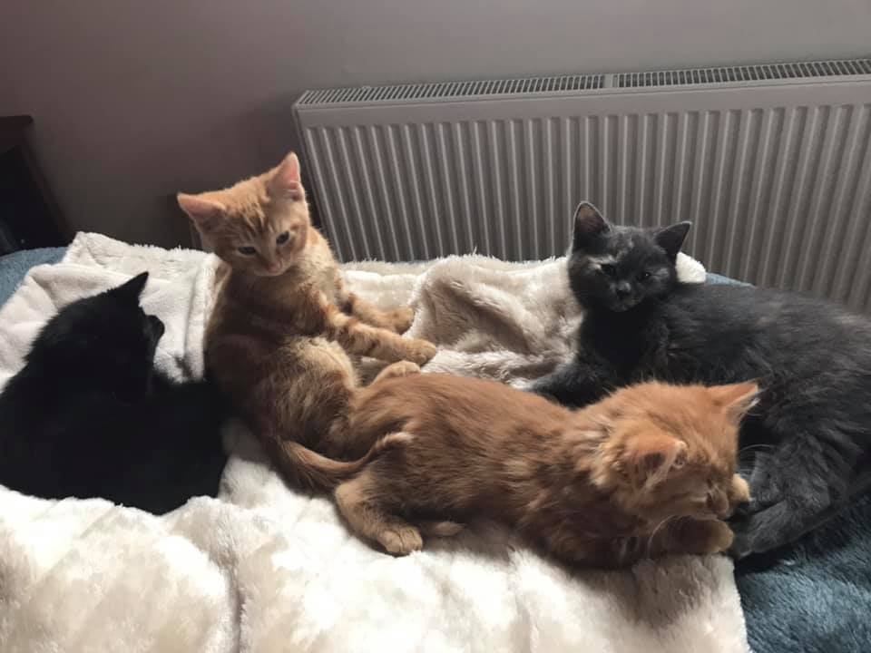 a bed with four kittens piled on it